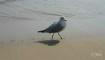 Seagull footprint...