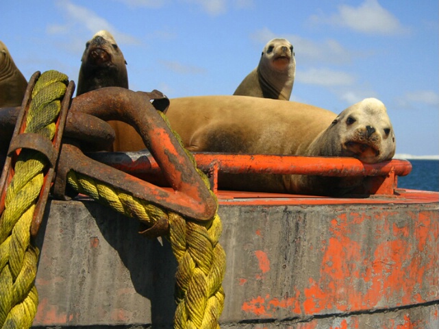 Lazy Sealions