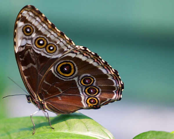 Common Buckeye