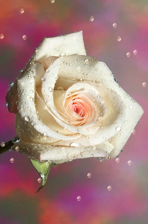 Wet Rose 