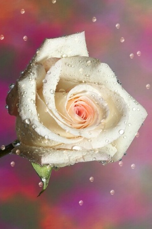 Wet Rose 