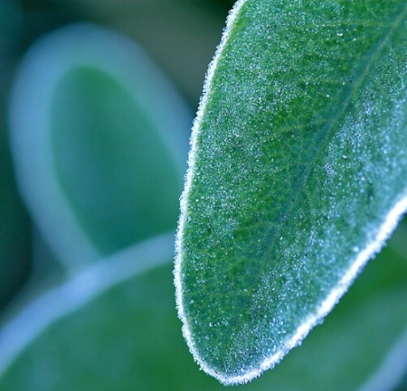 Frosted Greens