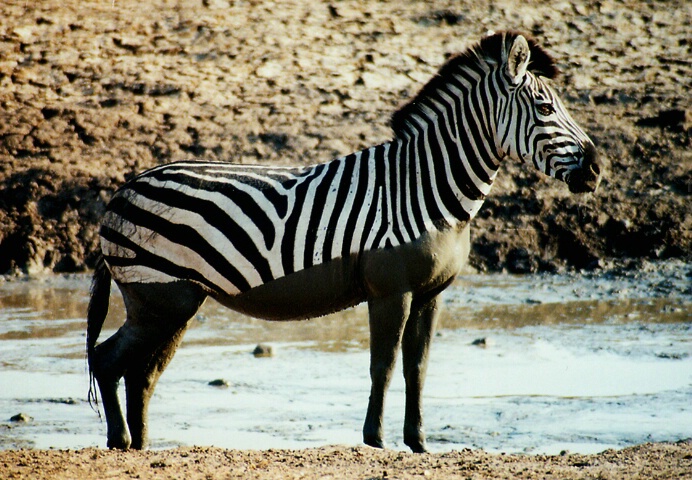 Half Painted Zebra