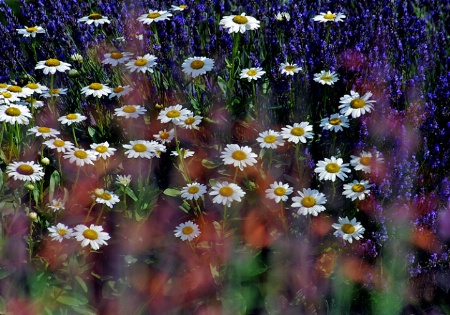 Garden Colors