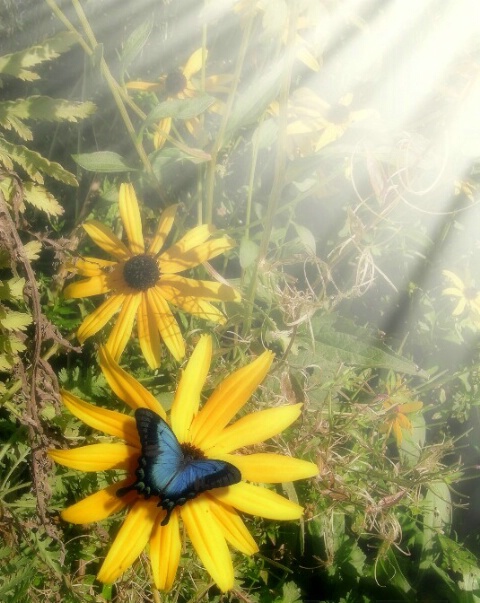 Late Summer Afternoon