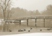 Ducks on the oppo...
