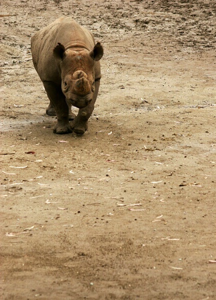 Here Comes the Rhino.