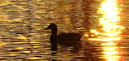 Sliding Through the Sunset