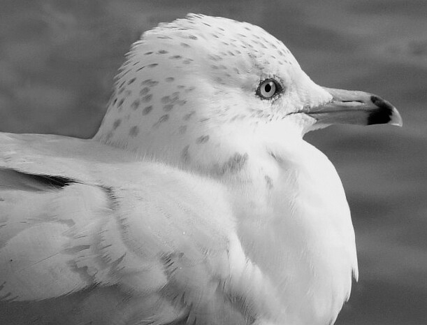 Gull Study 