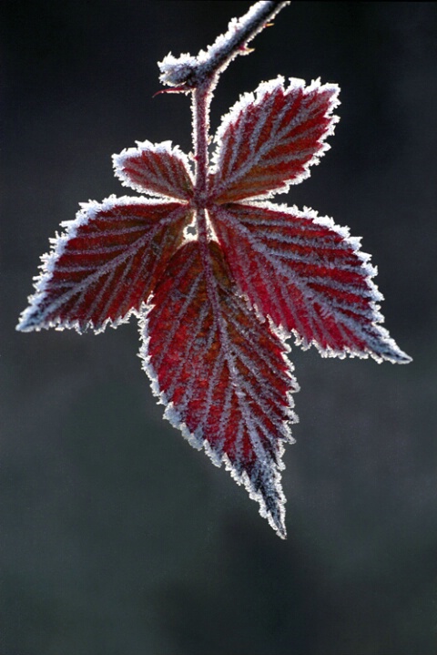 Frosted Raspberry Leaf