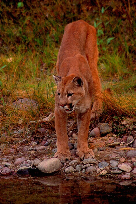 Mountain Lion (Montana)