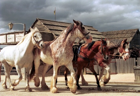 four horses going home