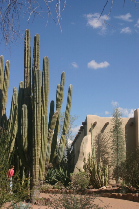 Organ Pipe Cactus 2