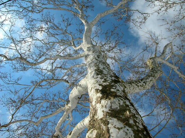 Sycamore Tree and Blue Sky