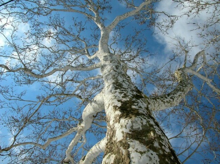 Sycamore Tree and Blue Sky