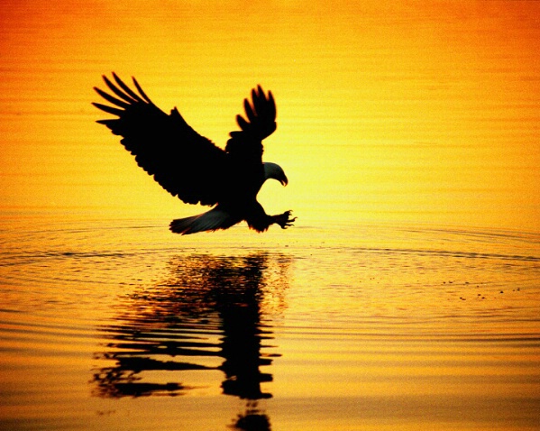 sunset eagle