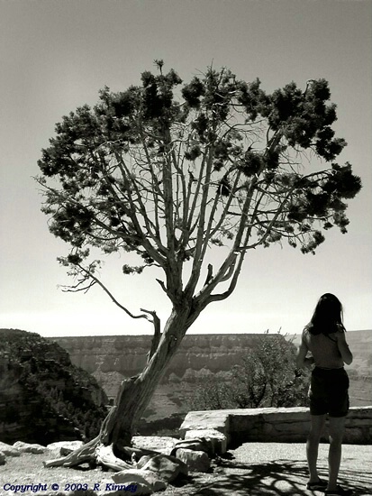 Tree & Tourist