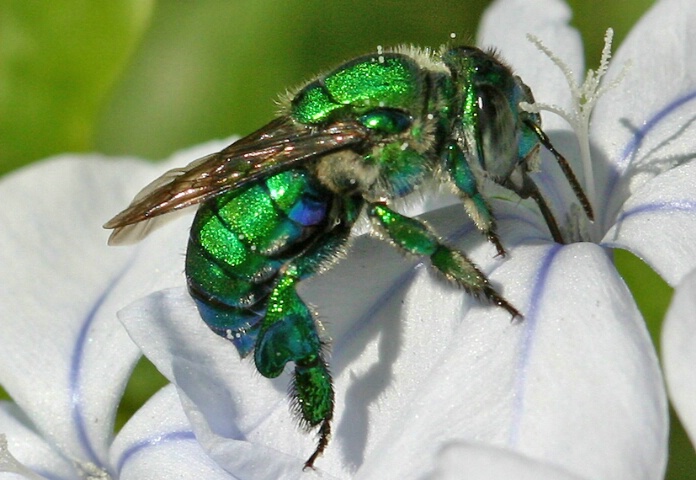 Orchid Bee
