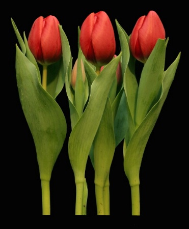 Three Tulips 