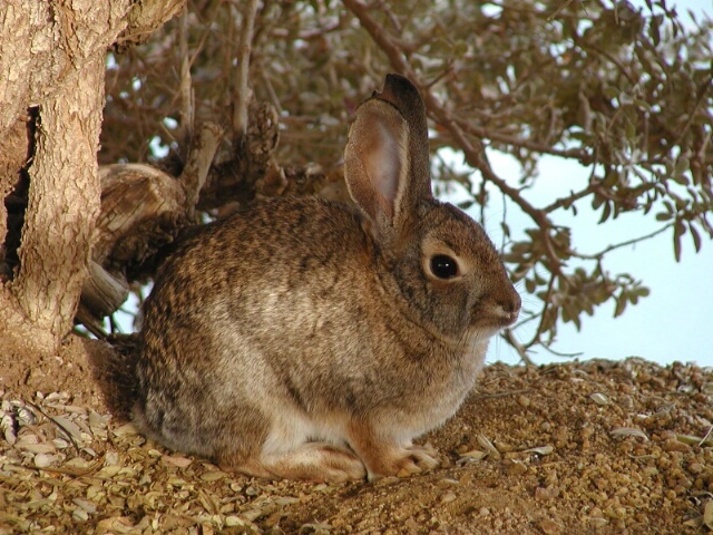 Bush Bunny