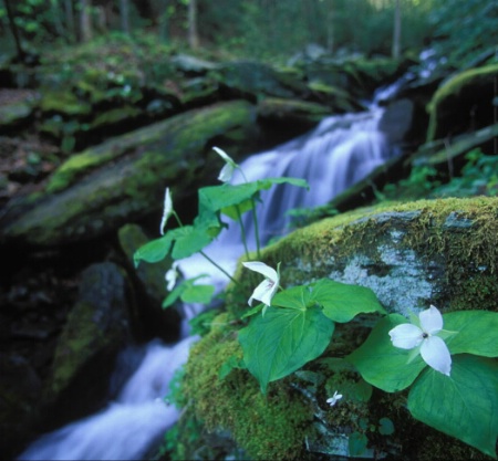 Waterfalls in the Smokies