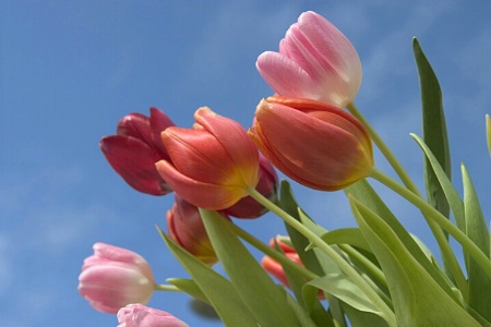 Sky Tulips II