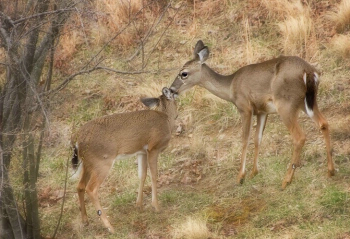 Deer, Big Rock Nature Trail 2-23-05 - ID: 750988 © Robert A. Burns