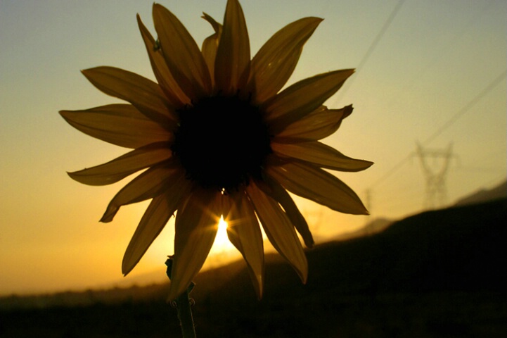 Sunflower Sunset