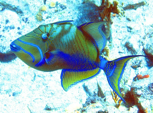 Queen Triggerfish F60 - ID: 752024 © Kristin A. Wall