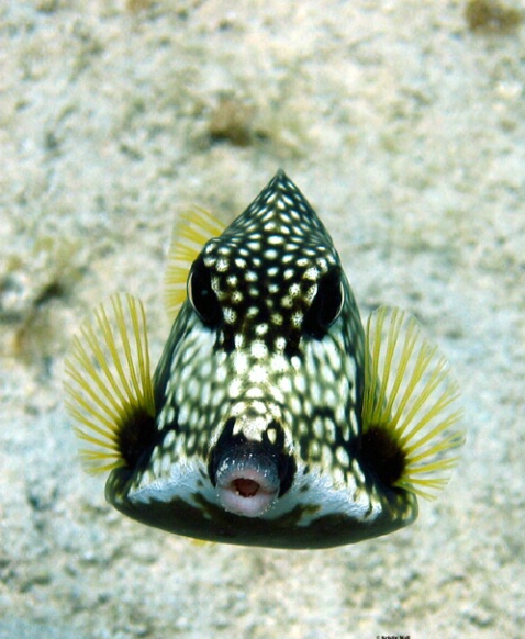 Smooth Trunkfish F69 - ID: 752025 © Kristin A. Wall