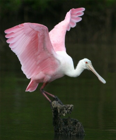 Roseate Spoonbill