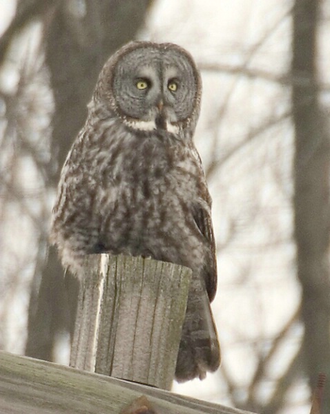 Great Grey Owl - Stoughton  - ID: 752327 © Robert Hambley