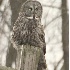 © Robert Hambley PhotoID # 752327: Great Grey Owl - Stoughton 