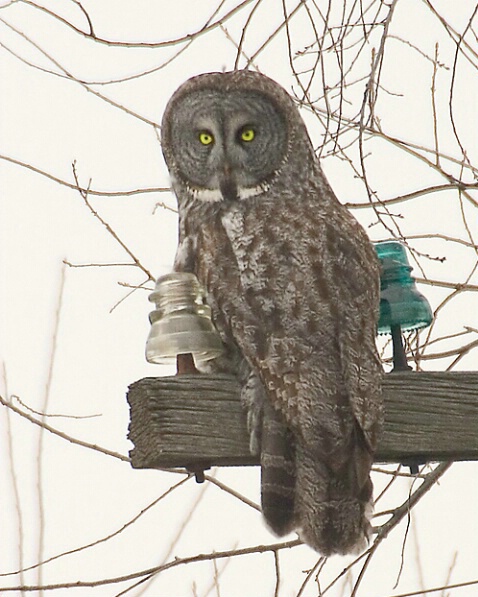 Great Grey Owl - Stoughton  - ID: 752329 © Robert Hambley