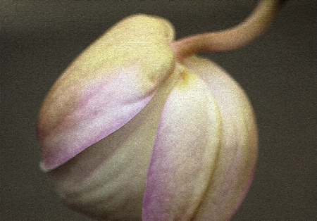 Orchid Bud