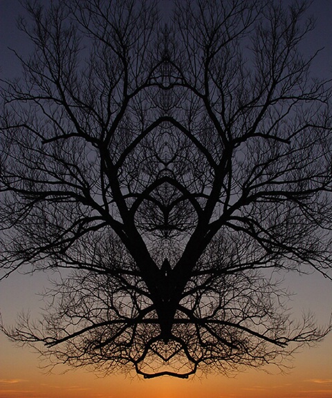 Tree at Sunset