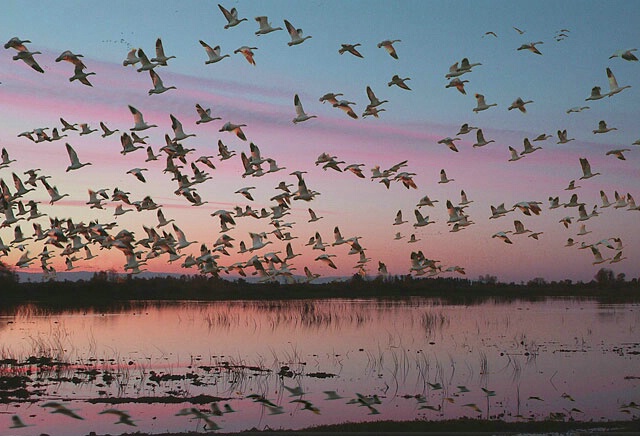 Snow Geese at Sunset
