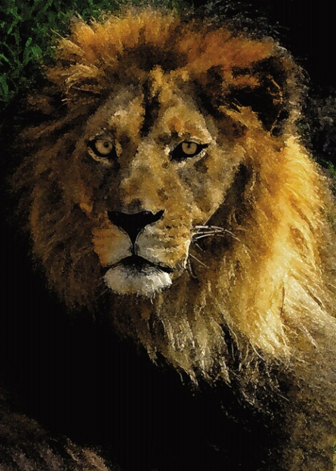 African American Lion