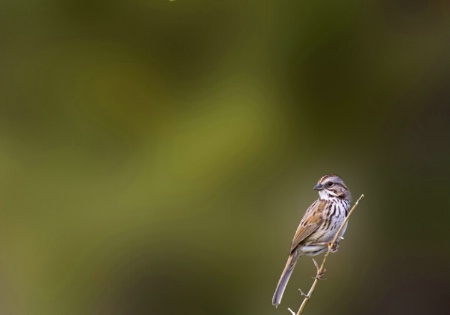 Song Sparrow