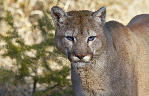 Andy the Moutain Lion