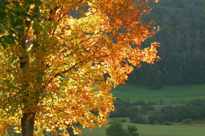 Scenes of Vermont - 5 - Backlit Tree - ID: 754463 © John Tubbs