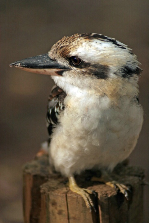 kookaburras in love