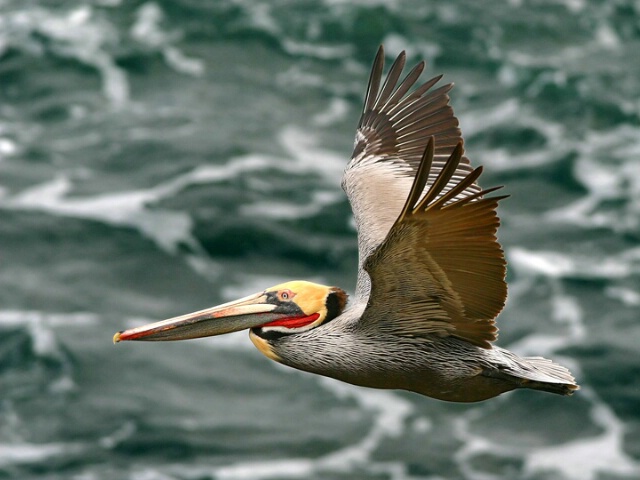 Flight-of-the-pelican