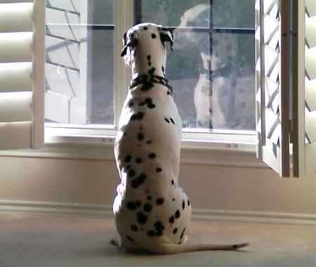 Peaceful Dalmatian