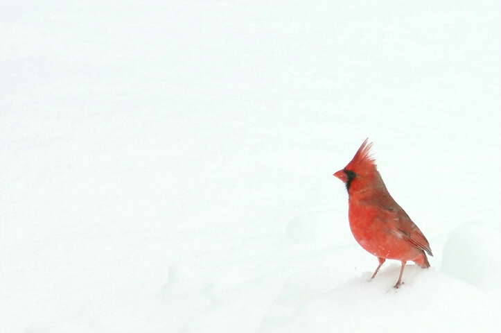 Red on White