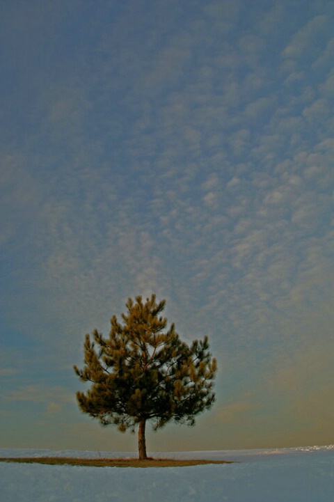 Lone tree and clouds 2