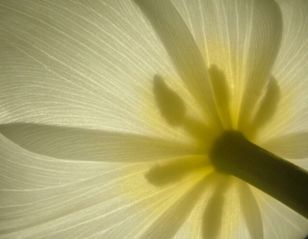 Transparent Tulip
