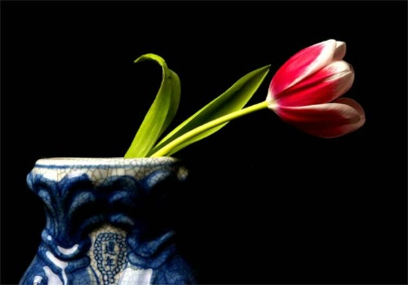 Tulips in Blue Vase