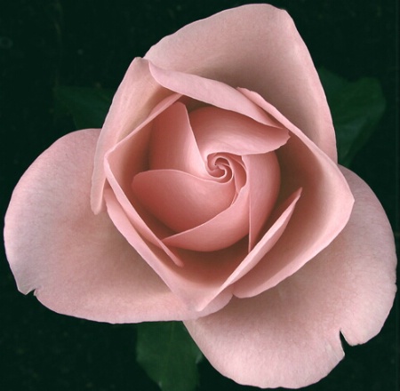 Pink Rosette