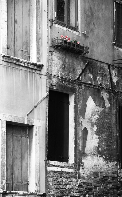 Venice: Geraniums
